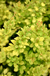 Sunsation Japanese Barberry (Berberis thunbergii 'Sunsation') at Peter Knippel Garden Centre