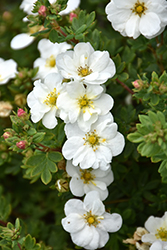 Frosty Potentilla (Potentilla fruticosa 'Monsidh') at Lakeshore Garden Centres