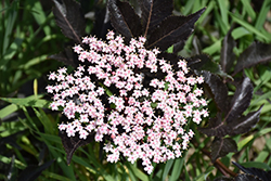 Thundercloud Elder (Sambucus nigra 'Thundercloud') at Lakeshore Garden Centres