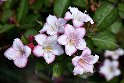 Carnaval Weigela (Weigela 'Courtalor') at Lakeshore Garden Centres