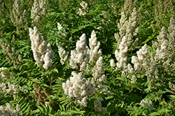 False Spirea (Sorbaria sorbifolia) at Peter Knippel Garden Centre