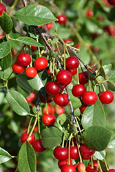 Carmine Jewel Cherry (Prunus 'Carmine Jewel') at Lakeshore Garden Centres