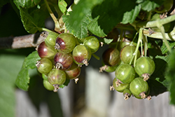Captivator Gooseberry (Ribes uva-crispa 'Captivator') at A Very Successful Garden Center