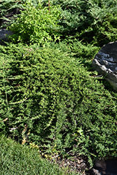 Tam Juniper (Juniperus sabina 'Tamariscifolia') at Golden Acre Home & Garden