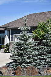 Baby Blue Blue Spruce (Picea pungens 'Baby Blue') at Golden Acre Home & Garden