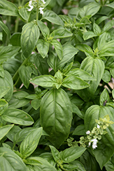 Super Sweet Genovese Basil (Ocimum basilicum 'Super Sweet Genovese') at Lakeshore Garden Centres