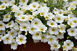 Superbells Over Easy Calibrachoa (Calibrachoa 'KLECA16314') at Lakeshore Garden Centres