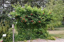 Atomic Red Trumpetvine (Campsis radicans 'Stromboli') at Lakeshore Garden Centres