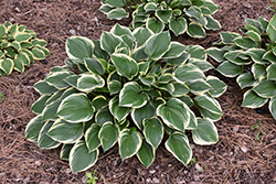 Torchlight Hosta (Hosta 'Torchlight') at Lakeshore Garden Centres