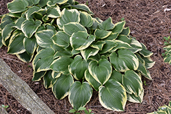 Memories of Dorothy Hosta (Hosta 'Memories of Dorothy') at Lakeshore Garden Centres