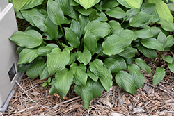 Betsy King Hosta (Hosta 'Betsy King') at Lakeshore Garden Centres