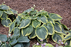 Earth Angel Hosta (Hosta 'Earth Angel') at Peter Knippel Garden Centre