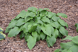 Green Velveteen Hosta (Hosta 'Green Velveteen') at Lakeshore Garden Centres