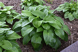 Plantain Lily (Hosta plantaginea) at Lakeshore Garden Centres