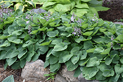 Heart Throb Hosta (Hosta 'Heart Throb') at Lakeshore Garden Centres