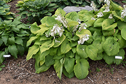 Golden Scepter Hosta (Hosta 'Golden Scepter') at Lakeshore Garden Centres
