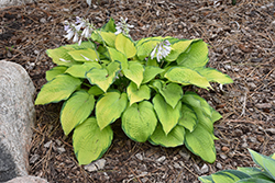 Inniswood Hosta (Hosta 'Inniswood') at Lakeshore Garden Centres