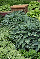 Blue Arrow Hosta (Hosta 'Blue Arrow') at Lakeshore Garden Centres