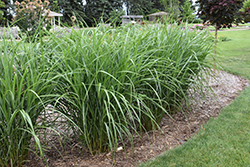 Malepartus Maiden Grass (Miscanthus sinensis 'Malepartus') at The Mustard Seed