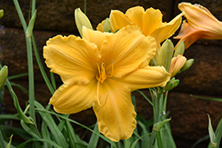 Bodacious Returns Daylily (Hemerocallis 'Bodacious Returns') at Lakeshore Garden Centres