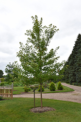 Matador Maple (Acer x freemanii 'Bailston') at Golden Acre Home & Garden