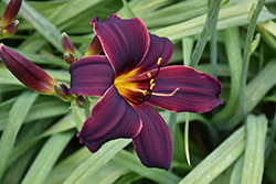 American Revolution Daylily (Hemerocallis 'American Revolution') at Lakeshore Garden Centres