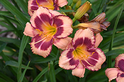 Sweet Summer Valentine Daylily (Hemerocallis 'Sweet Summer Valentine') at Lakeshore Garden Centres