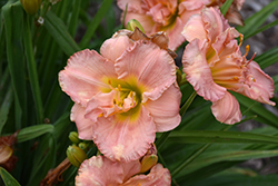Siloam Double Classic Daylily (Hemerocallis 'Siloam Double Classic') at Lakeshore Garden Centres