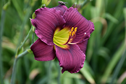 Barbary Corsair Daylily (Hemerocallis 'Barbary Corsair') at Lakeshore Garden Centres