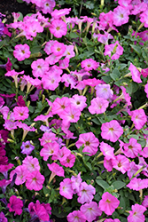 Picobella Cascade Pink Glo Petunia (Petunia 'Picobella Cascade Pink Glo') at Lakeshore Garden Centres