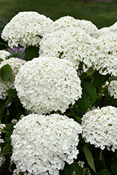 Lil' Annie Hydrangea (Hydrangea arborescens 'Greannie') at Lakeshore Garden Centres