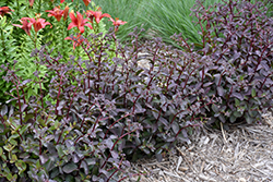 Bon Bon Showy Stonecrop (Sedum telephium 'Bon Bon') at Lakeshore Garden Centres
