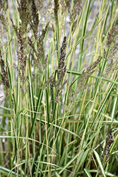 El Dorado Feather Reed Grass (Calamagrostis x acutiflora 'El Dorado') at Peter Knippel Garden Centre