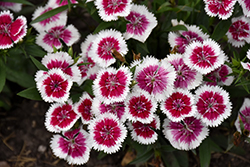Floral Lace Picotee Pinks (Dianthus 'PAS1237589') at Lakeshore Garden Centres