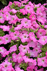 TriTunia Pink Morn Petunia (Petunia 'TriTunia Pink Morn') at Lakeshore Garden Centres