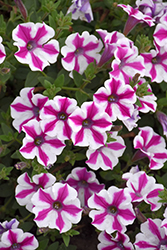 Supertunia Lovie Dovie Petunia (Petunia 'BBTUN91601') at Lakeshore Garden Centres