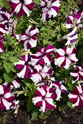 TriTunia Crimson Star Petunia (Petunia 'TriTunia Crimson Star') at Lakeshore Garden Centres