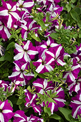 TriTunia Purple Star Petunia (Petunia 'TriTunia Purple Star') at Lakeshore Garden Centres