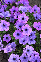 Sweetunia Lavender Shimmer Petunia (Petunia 'Sweetunia Lavender Shimmer') at Lakeshore Garden Centres