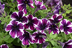 Sweetunia Miss Marvel Petunia (Petunia 'Sweetunia Miss Marvel') at Lakeshore Garden Centres