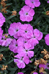 Paint The Town Fuchsia Pinks (Dianthus 'Paint The Town Fuchsia') at A Very Successful Garden Center