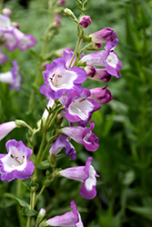 Pretty Petticoat Beard Tongue (Penstemon 'Pretty Petticoat') at Lakeshore Garden Centres