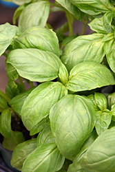Dolly Basil (Ocimum basilicum 'Dolly') at Lakeshore Garden Centres