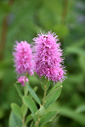 Triumphans Spirea (Spiraea x billardii 'Triumphans') at Lakeshore Garden Centres