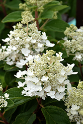 Baby Lace Hydrangea (Hydrangea paniculata 'PIIHP-I') at Lakeshore Garden Centres