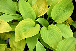 Rosedale Golden Goose Hosta (Hosta 'Rosedale Golden Goose') at Lakeshore Garden Centres