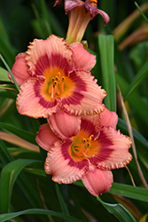 Strawberry Candy Daylily (Hemerocallis 'Strawberry Candy') at Golden Acre Home & Garden