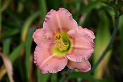 Chorus Line Daylily (Hemerocallis 'Chorus Line') at Lakeshore Garden Centres