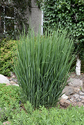 Northwind Switch Grass (Panicum virgatum 'Northwind') at A Very Successful Garden Center