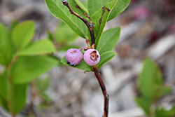 Pink Popcorn Blueberry (Vaccinium corymbosum 'MNPINK1') at Lakeshore Garden Centres
